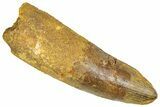 Fossil Spinosaurus Tooth - Feeding Worn Tooth #366495-1
